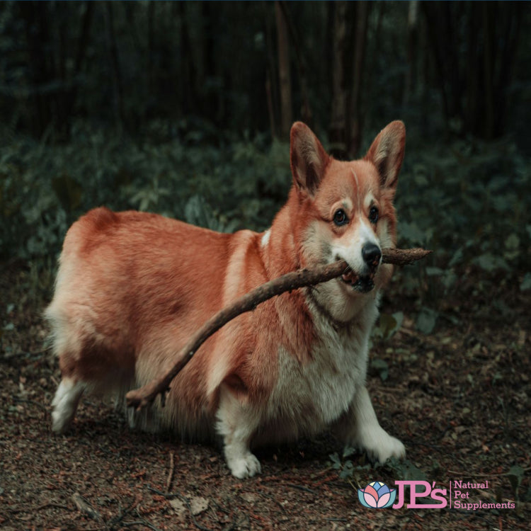 Best Natural Fibre Probiotic Supplements for Dogs