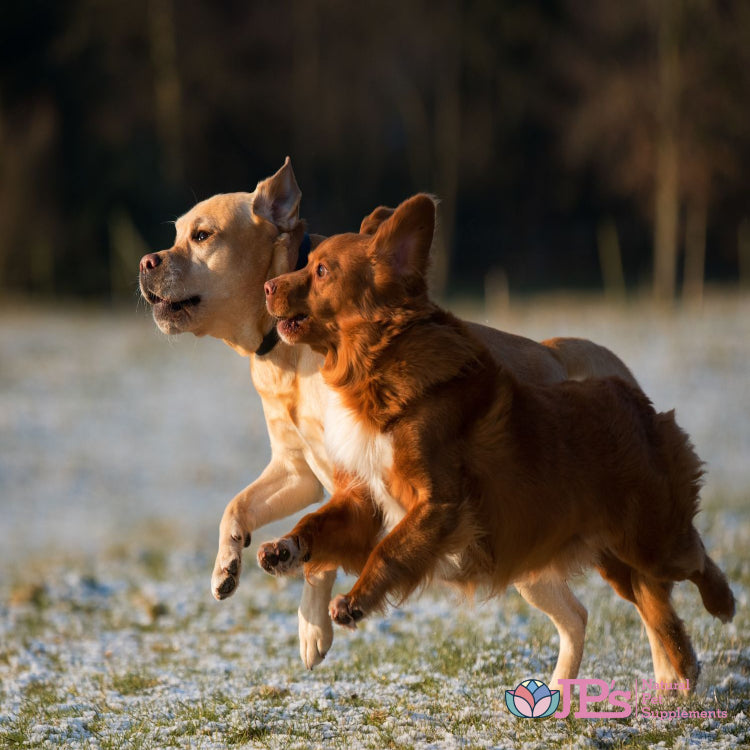 Dog Arthritis Pain Relief Remedies & Treatments