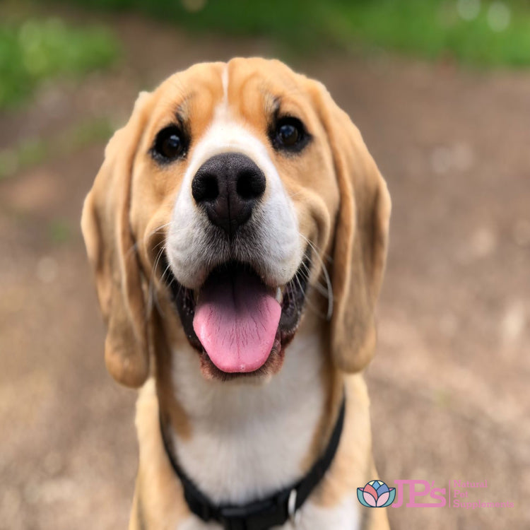 Probiotics For Dogs Benefits & Health Uses Explained