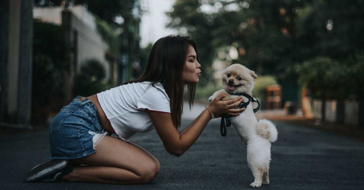 Treating our dogs like human babies