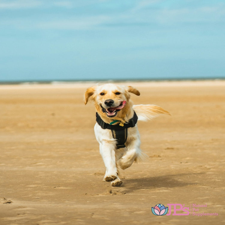 best canine joint supplements