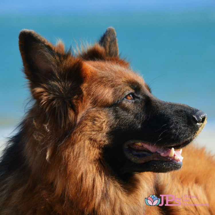 natural supplements for canine panosteitis