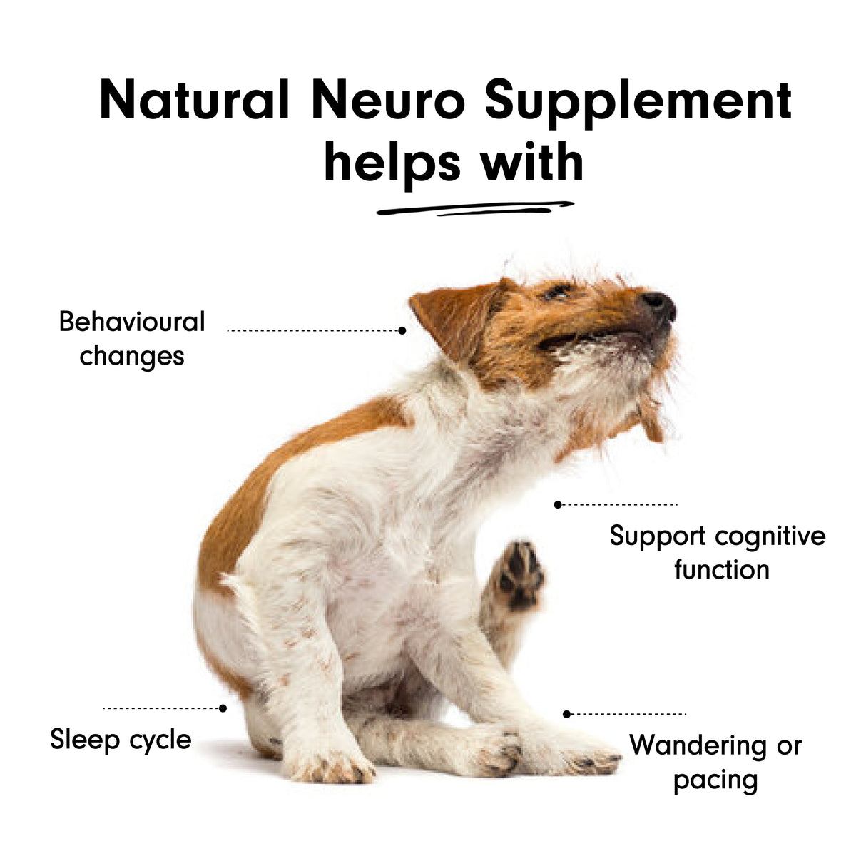 Natural Neuro Supplement for Dogs and Cats